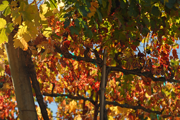 California Vineyard