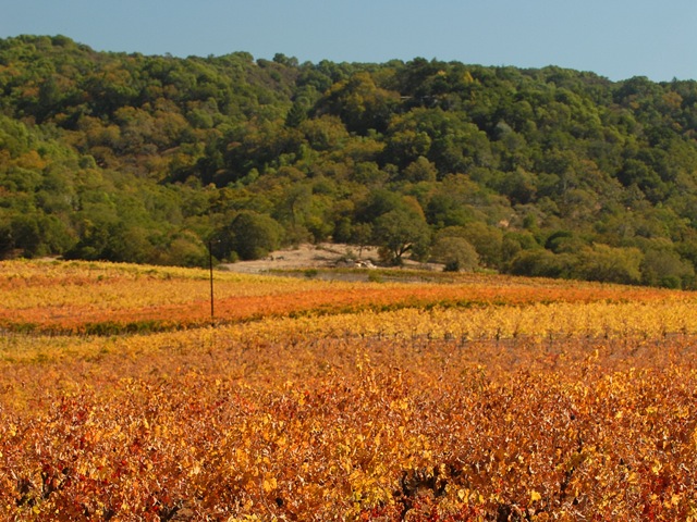 California Vineyard