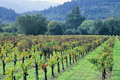 Vineyard