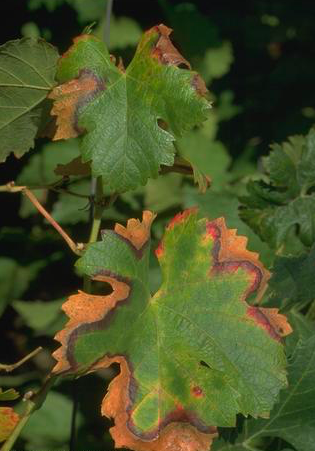 Pierces Disease